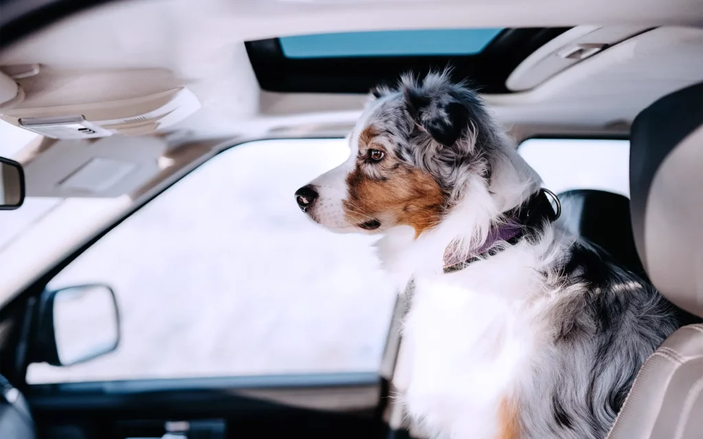 Hund sitzt im sauberen Auto nach einer Pflege bei APS Autopflege Gersthofen